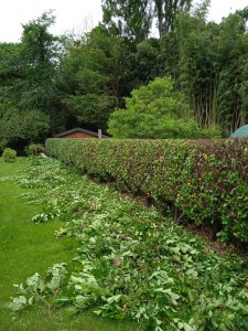 Photo de galerie - Taille de haies et d'arbustes