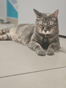 Photo de galerie - Garde chat