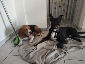 Photo de galerie - Ragnar (mon chien x Border Collie) et Samy (Beagle)