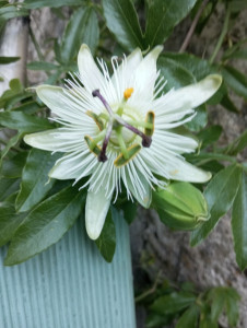 Photo de galerie - Bouturage passiflore blanche