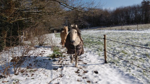 Photo de galerie - Expérience de propriétaire de chevaux depuis plus de 25 ans