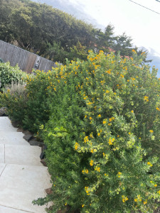 Photo de galerie - Elagage et coupe d'arbres