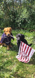Photo de galerie - Chiens de mes amis que j'ai gardé pendant un match de l'UBB