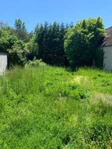 Photo de galerie - Tonte de pelouse - Débroussaillage