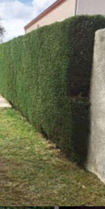 Photo de galerie - TAILLE HAIE - Aprés...