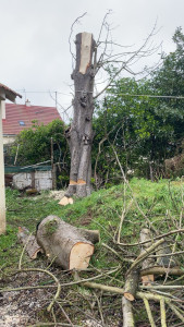 Photo de galerie - Abattage d’un marronnier qui gêner dans la construction d’un mur par le futur 