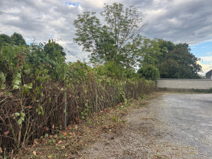 Photo de galerie - Élagage roncier après avec déchets au sol sans évacuation à la demande du client 