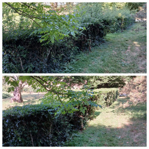 Photo de galerie - Taille de haie. entretien jardin