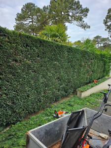 Photo de galerie - Tailles d'une haie de Leylandii