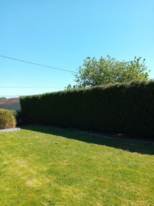 Photo de galerie - Elagage et coupe d'arbres