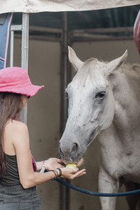 Photo de galerie - Garde de chevaux chez le propriétaire 