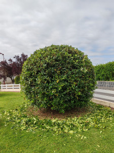 Photo de galerie - Taille de haies et d'arbustes