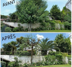 Photo de galerie - Taille d'arbres Abbatage d'arbres avec évacuation des déchets verts 