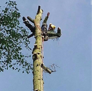 Photo de galerie - Abattage d’un cèdre. 