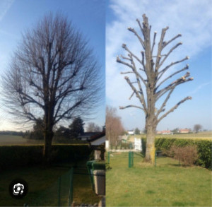 Photo de galerie - Elagage et coupe d'arbres