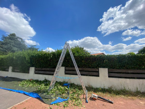 Photo de galerie - Taille de haie