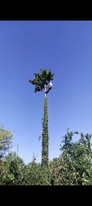 Photo de galerie - Abattage d'un arbre