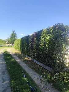 Photo de galerie - Taille de 140m de haie en L
