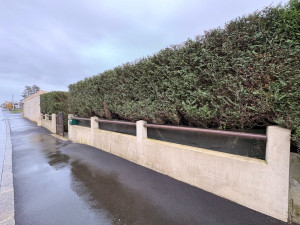 Photo de galerie - Taille d’une haie de thuya