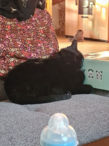 Photo de galerie - Le chat de la maison 