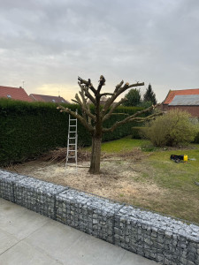 Photo de galerie - Taille 