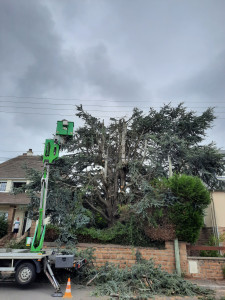 Photo de galerie - Elagage et coupe d'arbres