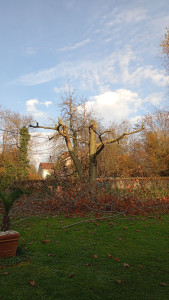 Photo de galerie - élagage petit arbre 