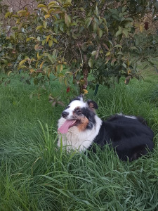 Photo de galerie - Garde chien