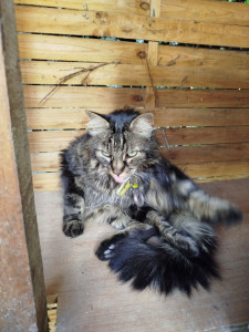 Photo de galerie - C'est un chat que j'ai gardé chez lui 