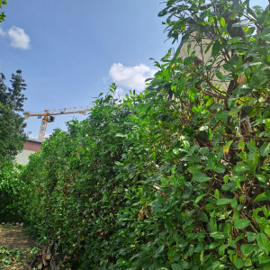 Photo de galerie - Haie de laurier de 5 metre de hauteur après réduire de 1,50 de hauteur 