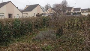 Photo de galerie - Après la taille