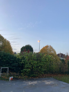 Photo de galerie - Elagage et coupe d'arbres