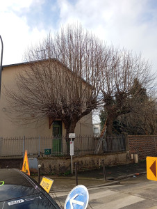 Photo de galerie - Elagage et coupe d'arbres