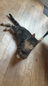 Photo de galerie - Jack pendant une garde à domicile – beaucoup d’attention, de douceur et de respect de ses habitudes