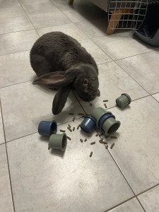 Photo de galerie - Visite chez Auguste pendant que sa propriétaire était en week-end :)