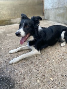 Photo de galerie - Garde chien