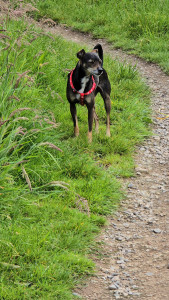 Photo de galerie - Ragnar en petsitting 