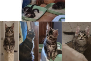 Photo de galerie - Garde d'une magnifique petite famille de Maine coon pendants une semaine, composée d'une maman et de ces 6 petites chipies