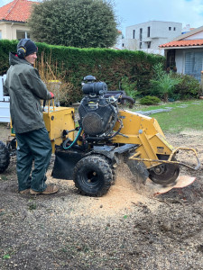 Photo de galerie - Elagage et coupe d'arbres