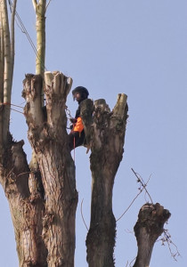 Photo de galerie - Elagage et coupe d'arbres