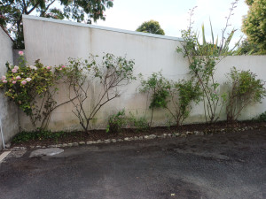 Photo de galerie - Tonte de pelouse - Débroussaillage