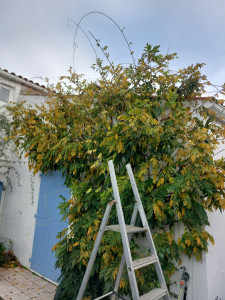Photo de galerie - Taille de haies et d'arbustes