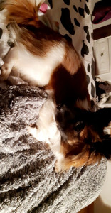 Photo de galerie - Mon doggydog