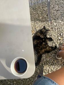 Photo de galerie - Garde chat