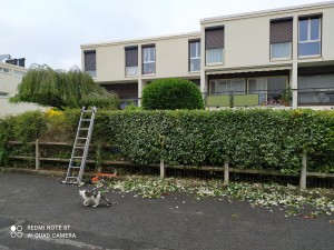 Photo de galerie - Taille de haies et d'arbustes