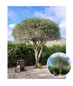 Photo de galerie - Taille d'un bel olivier !