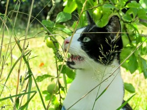 Photo de galerie - Garde chat