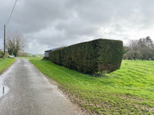 Photo de galerie - Grande haie de 2m80