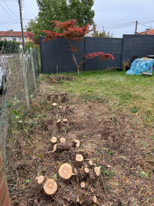 Photo de galerie - Élagage d’un sapin volumineux 