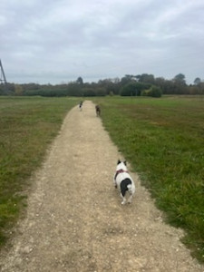 Photo de galerie - Promenade chiens 